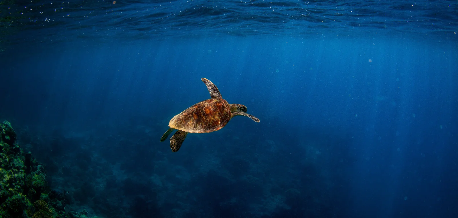 A green turtle rising through deep blue water towards the surface.