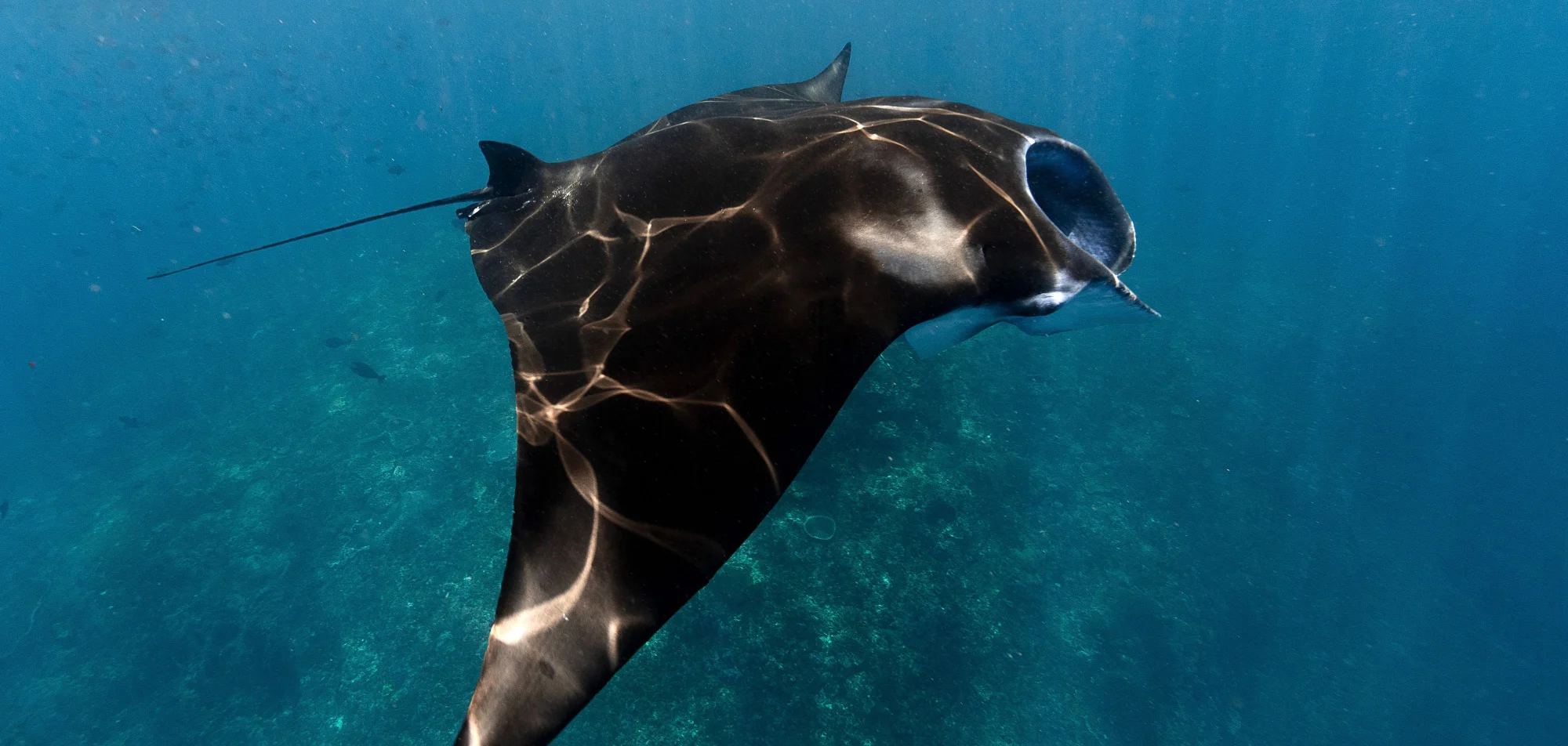 A reef manta ray banking over a shallow coral reef with sunlight rippling across its back
