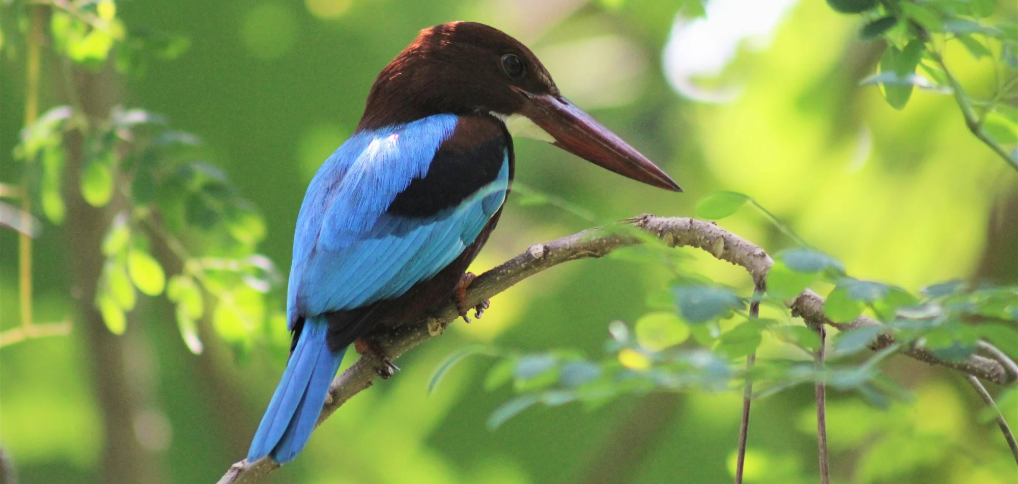White-throated kingfisher, turquoise back and wings, chestnut head and heavy red bill, perched over forest.