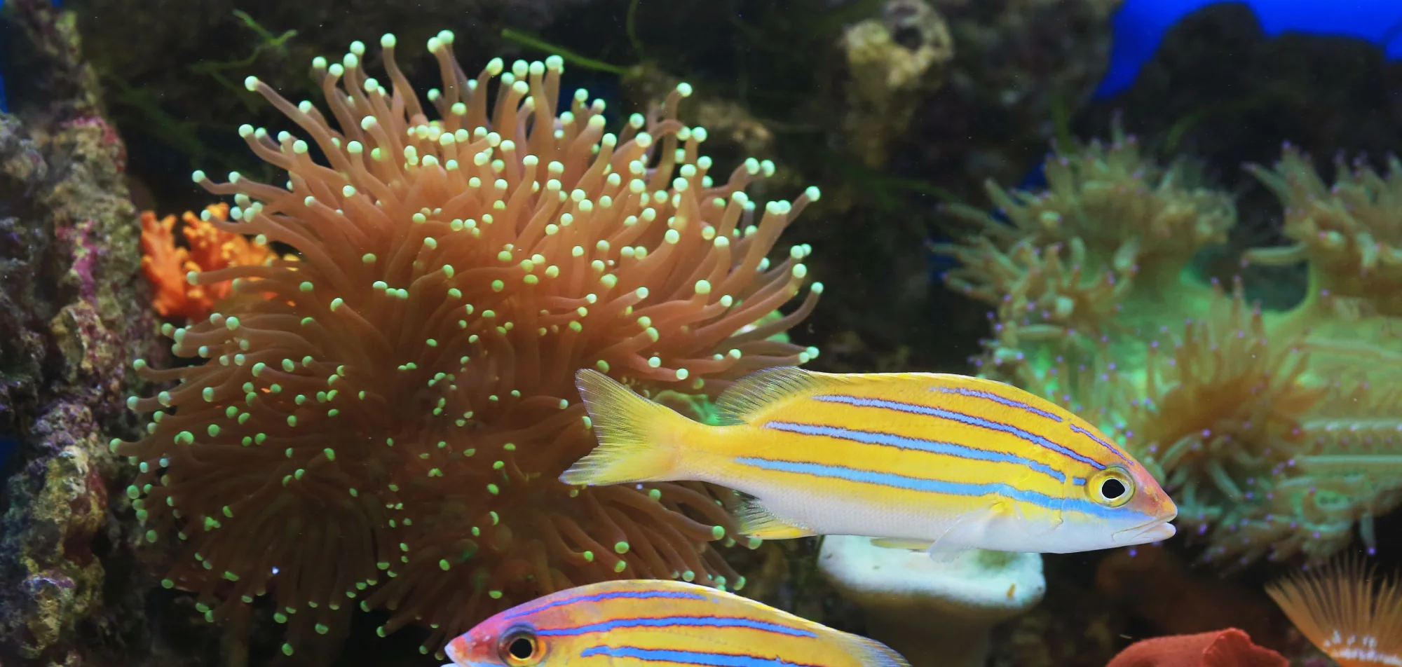 Bluestripe snapper, yellow with blue lateral stripes, over soft coral on an Indo-Pacific reef.