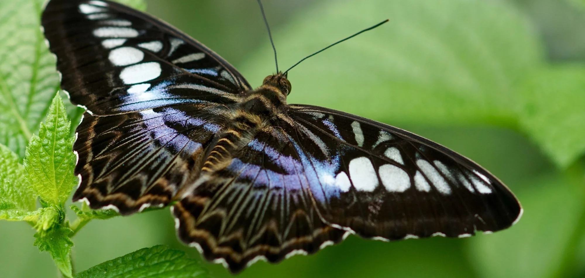Clipper butterfly, dark wings with pale blue-white bands and translucent windows, resting on a leaf.