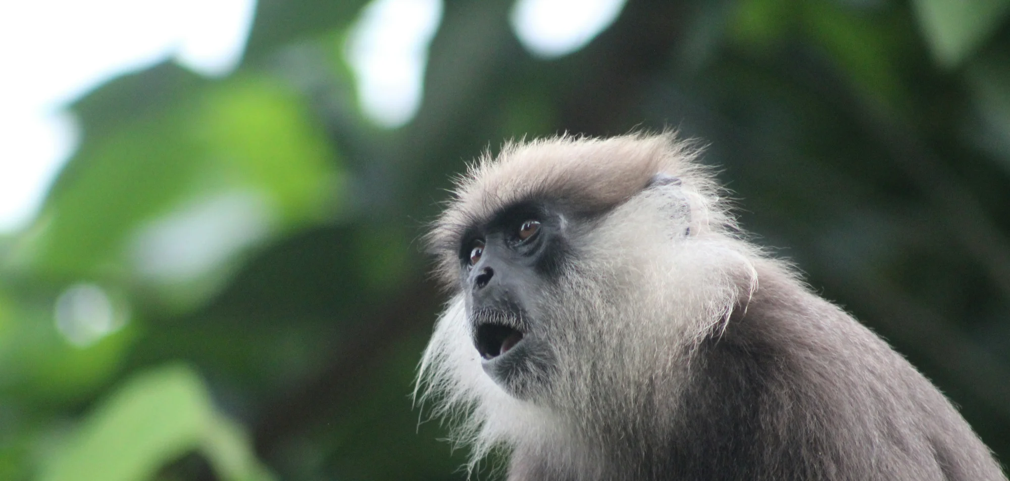 Purple-faced langur, an endemic Sri Lankan monkey with a dark face and white side whiskers.