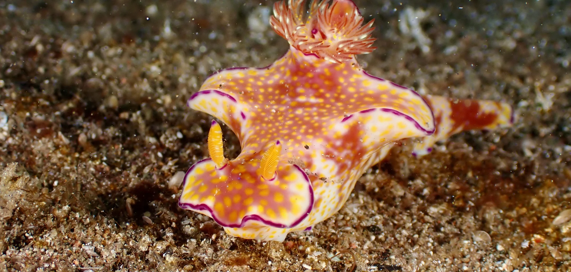 A vivid nudibranch, orange and white with a purple mantle margin, crossing coarse sand.