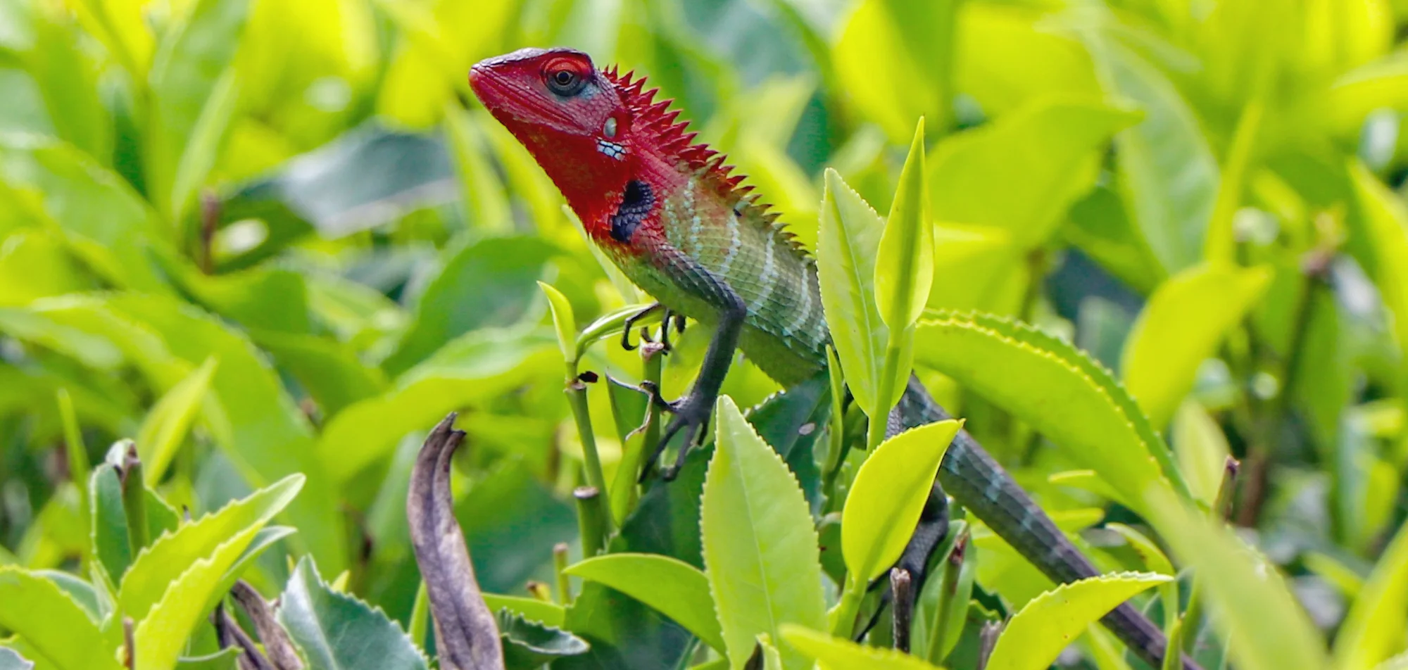 Green forest lizard with a crimson head, a breeding male, among green foliage.