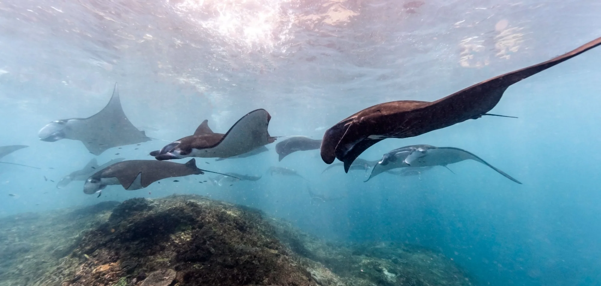 Reef manta rays gliding in a line just under the surface over a shallow reef.