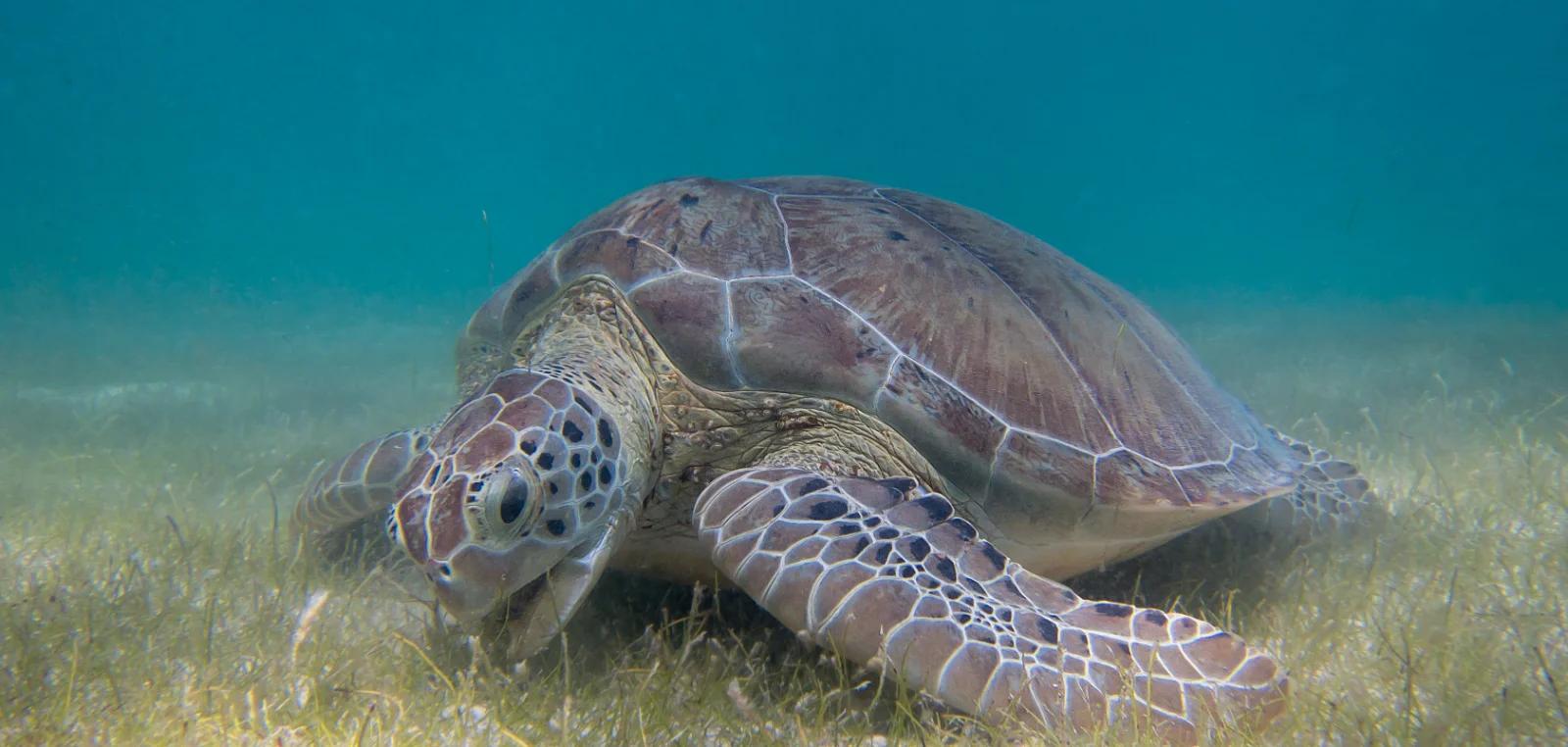 A green turtle resting on a shallow seagrass bed in clear water.