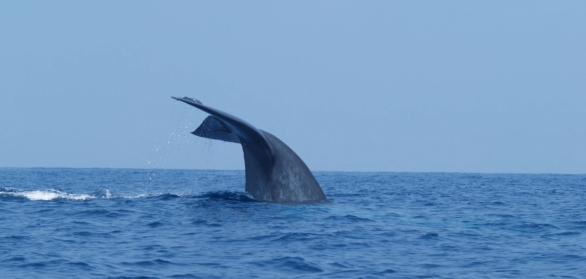 The fluke of a blue whale lifted clear of a calm blue sea as the animal dives, off the south coast of Sri Lanka