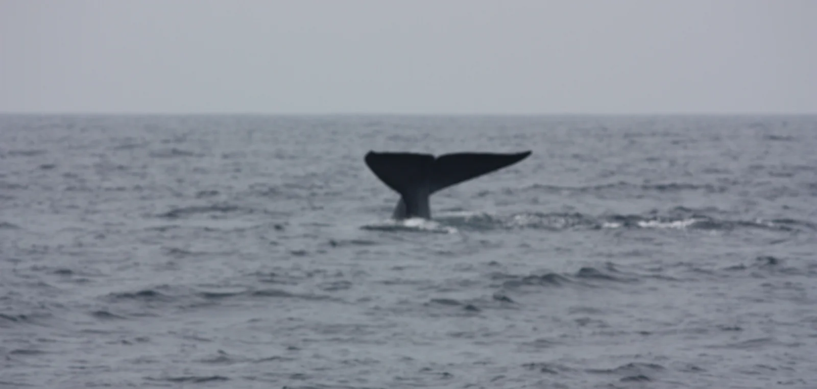 The fluke of a blue whale lifting clear of a calm sea on a deep dive.