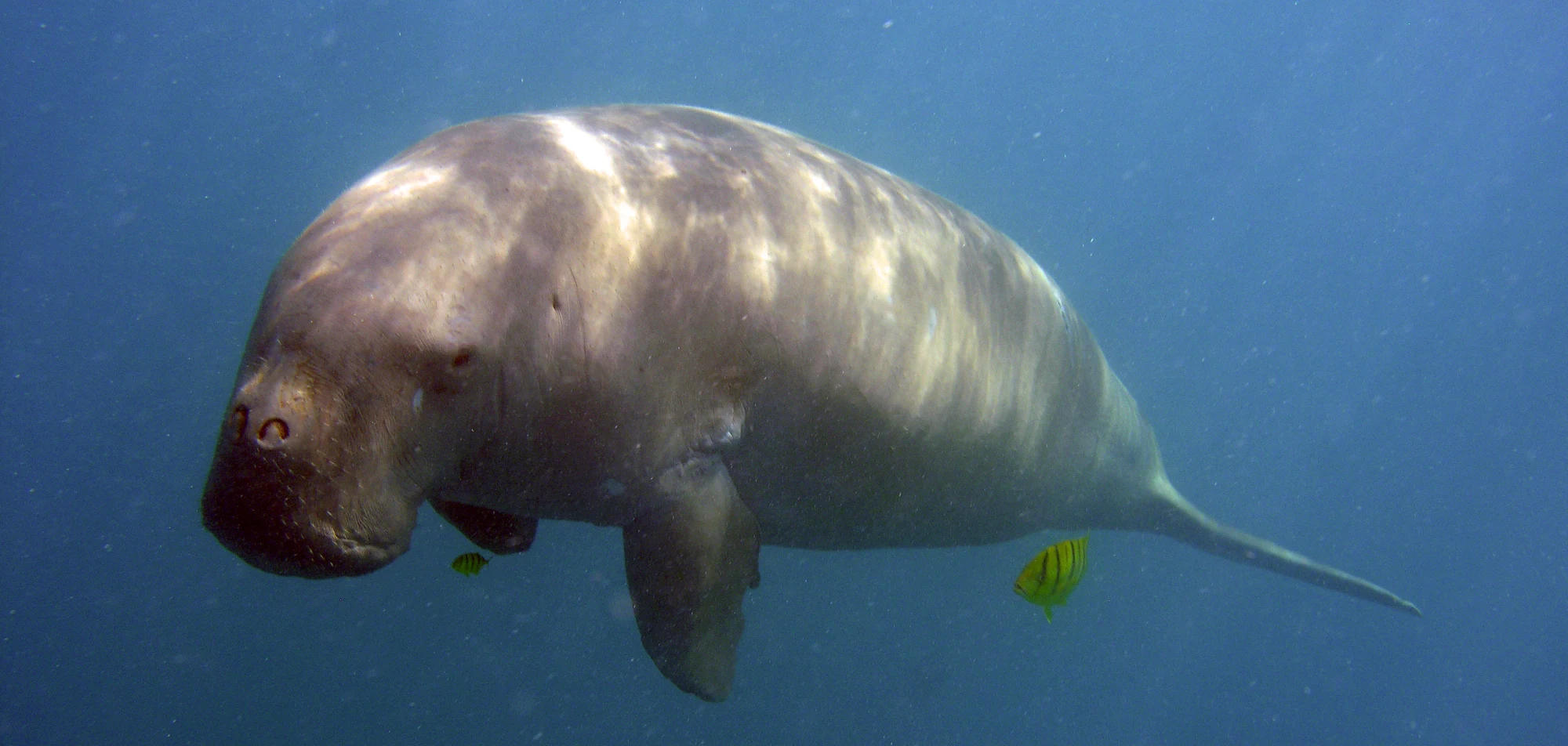 A dugong grazing over seagrass in clear shallow water, with two golden trevally alongside