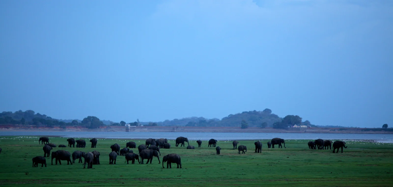 Dozens of wild elephants spread across the green bed of a dry-season reservoir, water and low hills behind.