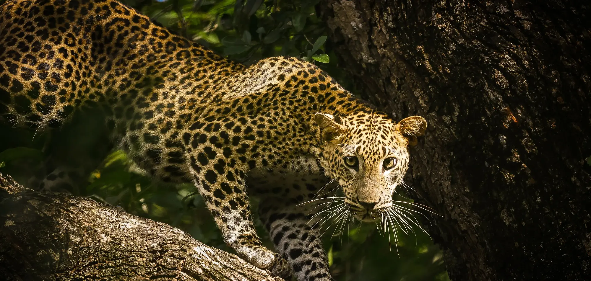 A Sri Lankan leopard climbing down a tree trunk in dry forest, looking directly at the camera