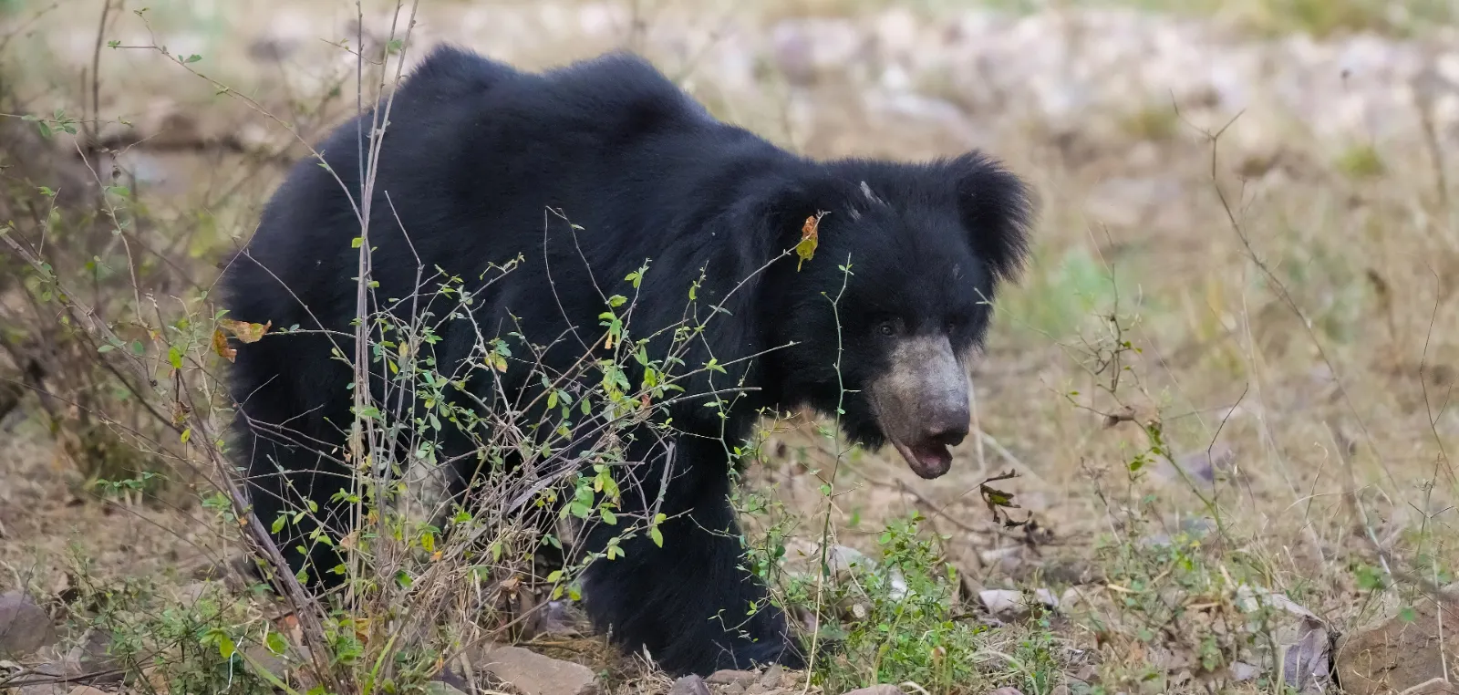 A sloth bear walking through dry scrub, shaggy black coat and long pale muzzle.