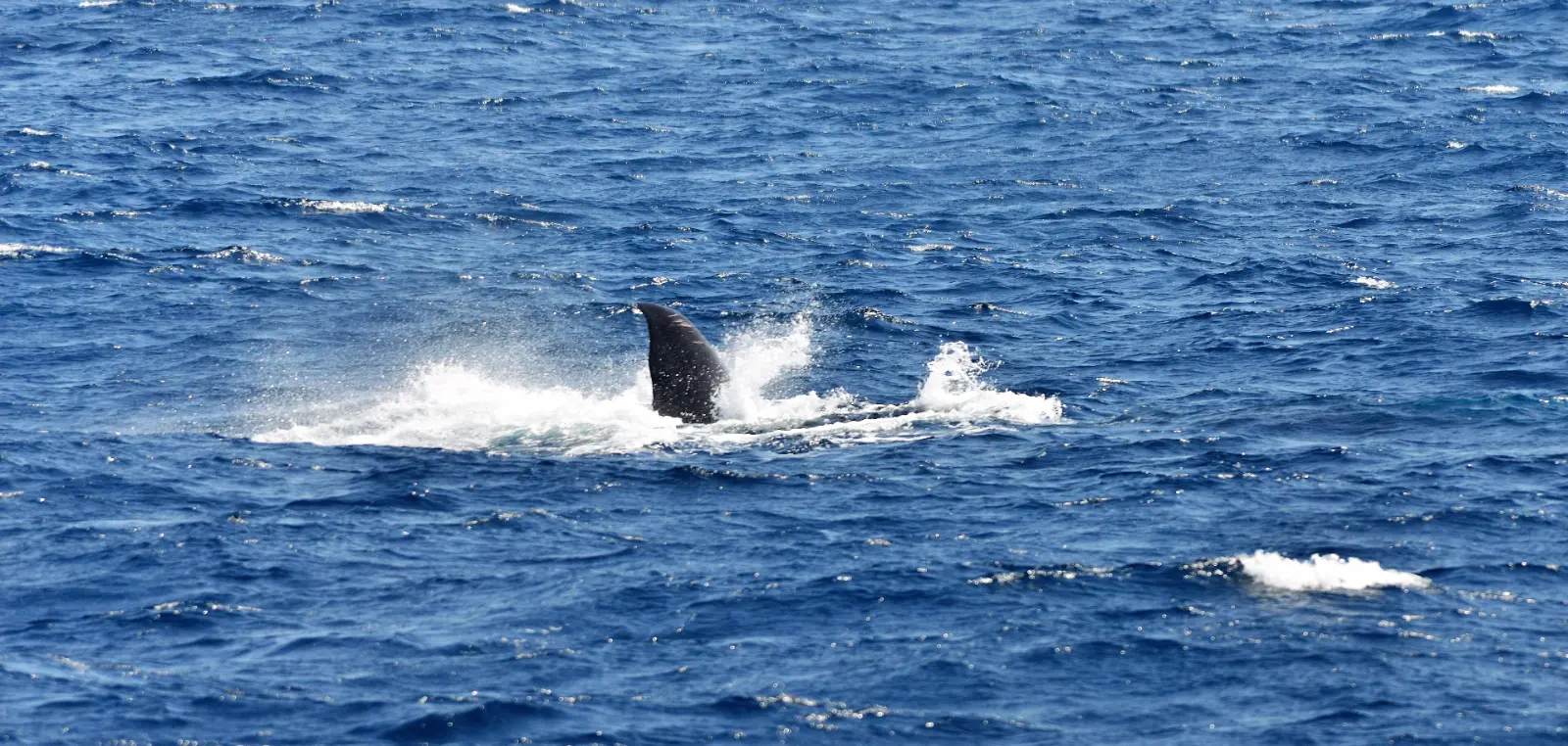 A whale surfacing in blue water off the south coast of Sri Lanka.