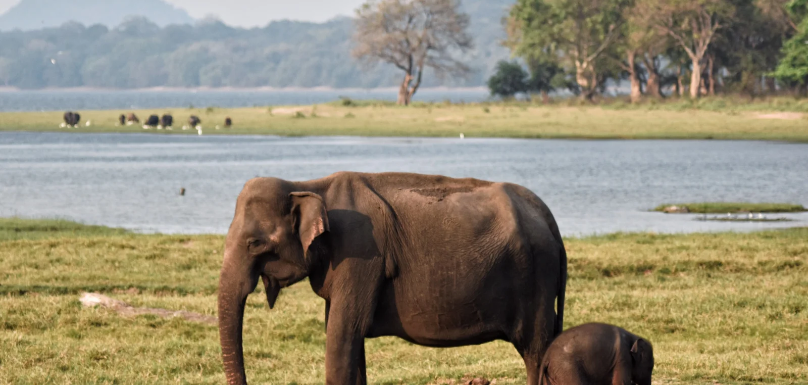 Elephants at the edge of a dry zone reservoir with open grassland behind.