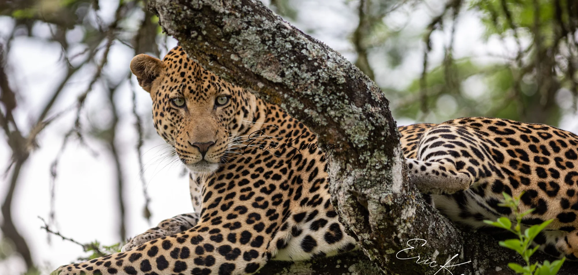 Sri Lankan leopard lying along a horizontal branch in dry forest.