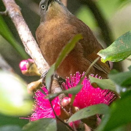 Ashy-headed Laughingthrush