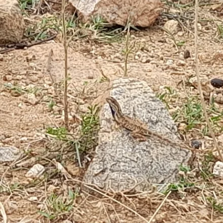 Bahir's Fan-throated Lizard