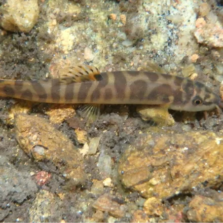 Banded Mountain Loach