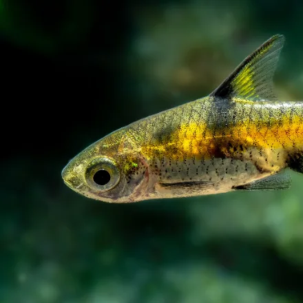 Bandula Barb