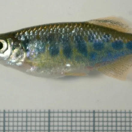 Barred Danio