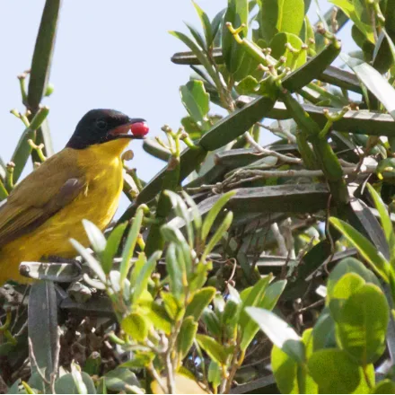 Black-capped Bulbul