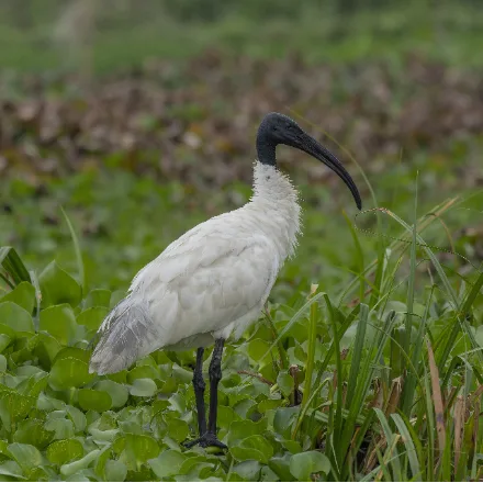 Black-headed Ibis