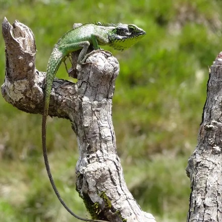 Black-lipped Lizard