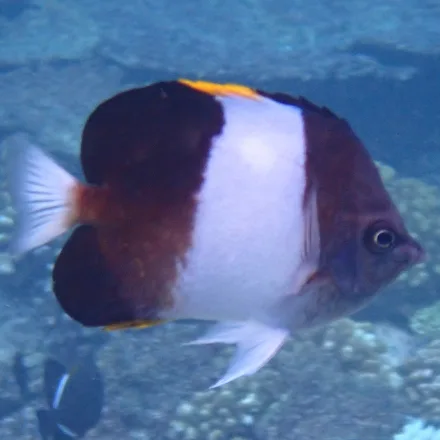 Black Pyramid Butterflyfish