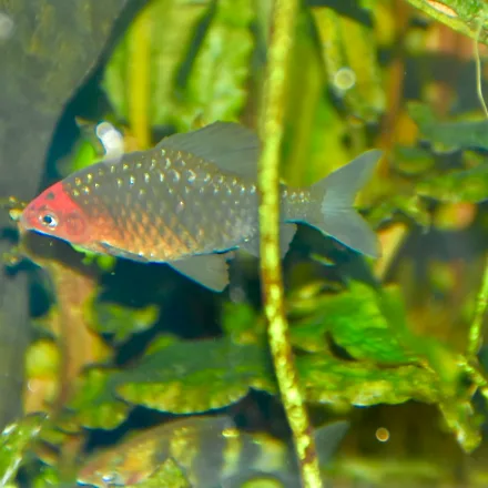 Black Ruby Barb