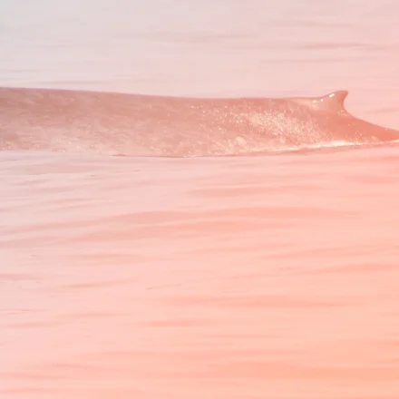 Blue whale surfacing, showing the long mottled back and the small dorsal fin set far towards the tail.