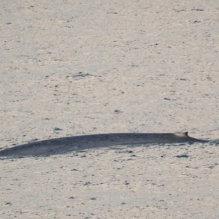 Blue Whale