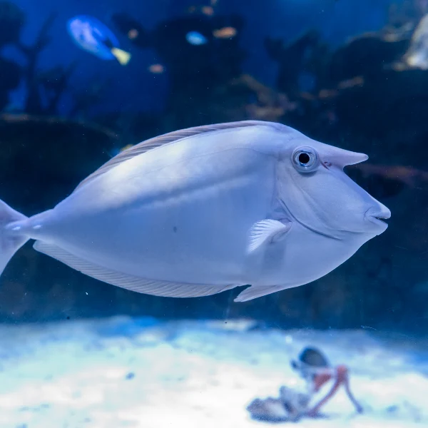 Bluespine Unicornfish, a pale grey surgeonfish with a blunt forehead horn, over a reef
