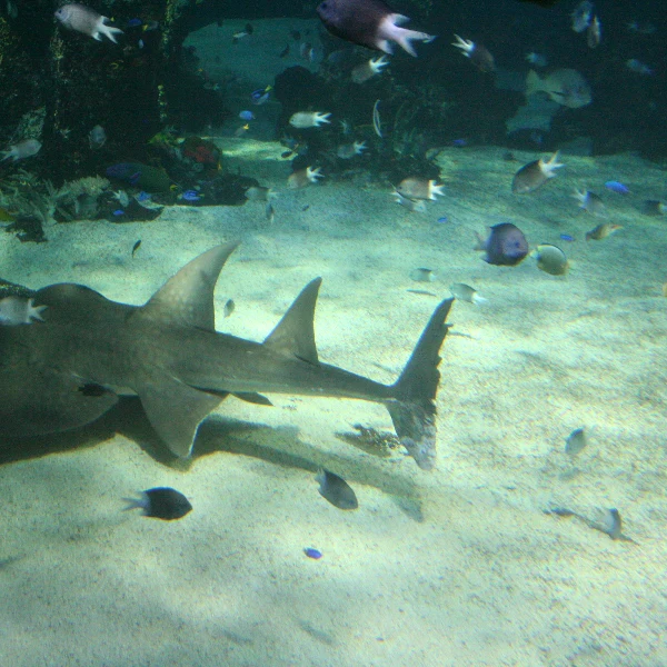 Bowmouth Guitarfish over sand, a broad ridged head with thorn ridges above the eyes and a shark-like body behind