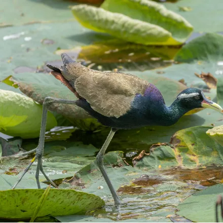 Bronze-winged Jacana