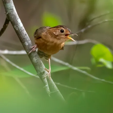 Brown-capped Babbler