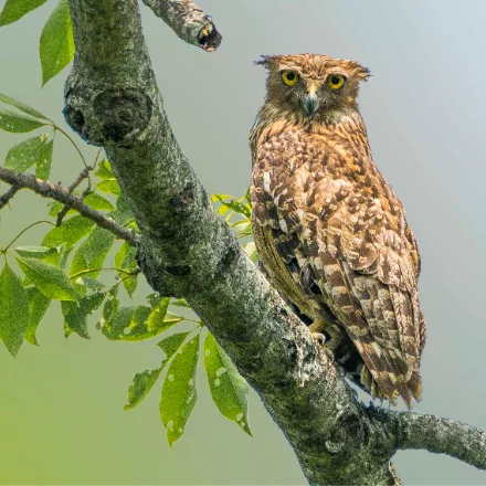 Brown Fish Owl
