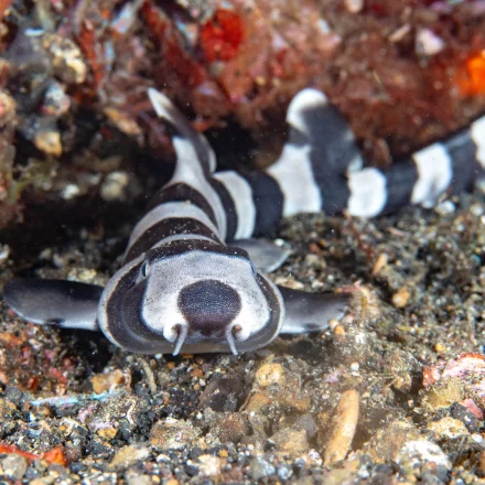 A juvenile brownbanded bamboo shark on a rubble bottom, banded head facing the camera
