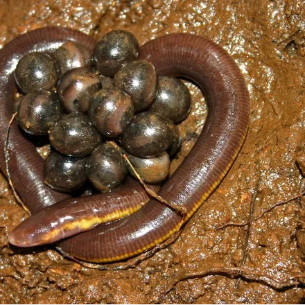 Ceylon Caecilian