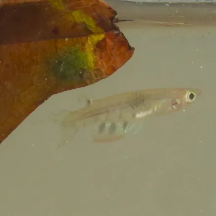 Ceylon Killifish