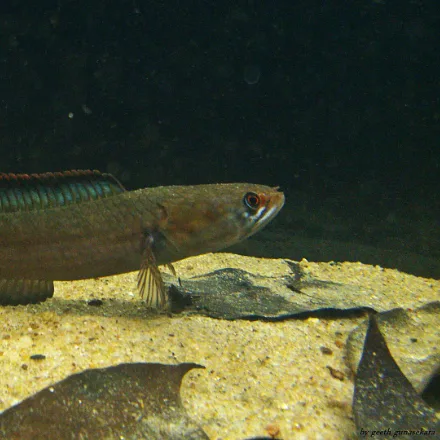 Ceylon Snakehead