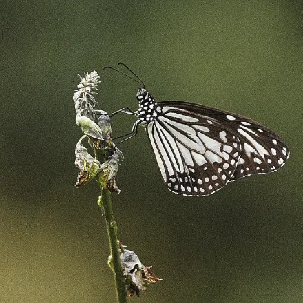 Ceylon Tiger