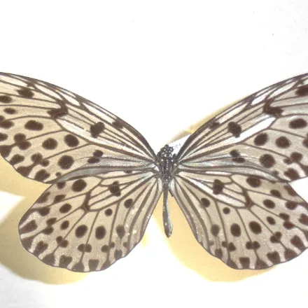 Ceylon Tree Nymph