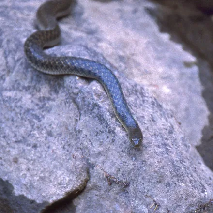 Checkered Keelback
