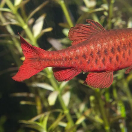 Cherry Barb