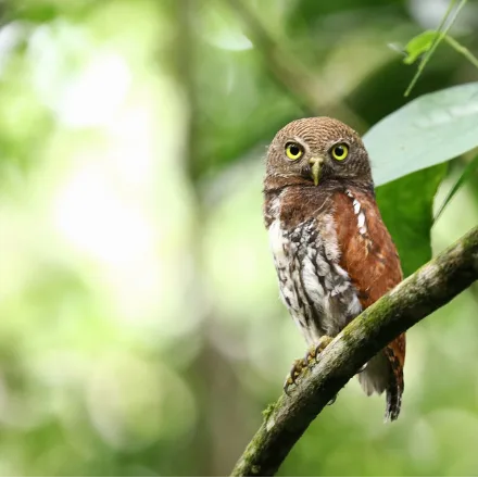 Chestnut-backed Owlet