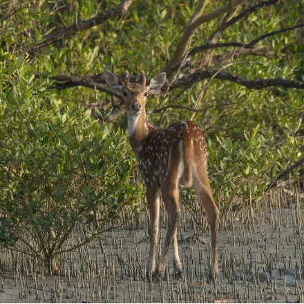 Chital (Spotted Deer)