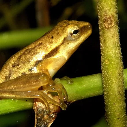 Chunam Tree Frog
