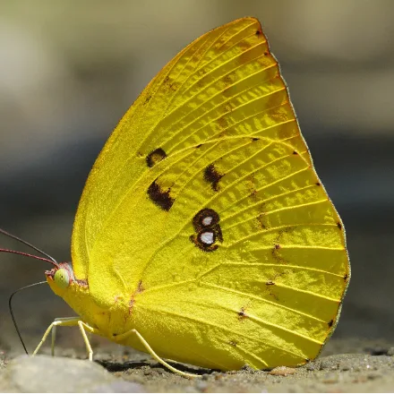 Common Emigrant