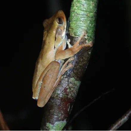 Common Hourglass Tree Frog