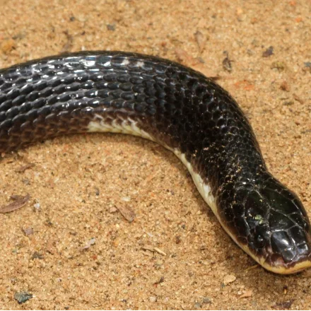 Common Krait